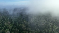 ຊົນເຜົ່າພື້ນເມືອງອໍຣັງ ຣິມບາ ຂອງອິນໂດເນເຊຍ ຄົ້ນພົບພັນທະມິດ ໃນການດິ້ນຮົນ ເພື່ອຄວາມຢູ່ລອດ