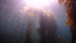 ລາຍງານກ່ຽວກັບບໍລິສັດເລີ້ມຕົ້ນໃໝ່ຂອງລັດຄາລີຟໍເນຍ ກຳລັງນຳເອົາອາຍຄາບອນ ອອກຈາກມະຫາສະໝຸດ