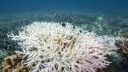 ພາສາອັງກິດ ຄໍາສັບໃນຂ່າວ Biodiversity ແປວ່າ ຊີວະນາພັນ ຫຼື ຄວາມຫຼາກຫຼາຍທາງຊີວະພາບ