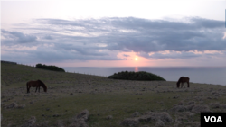 2023年3月某天的日落时分，野马在与那国岛海边自由漫步。(美国之音加洛拍摄)
