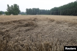 中国河南省驻马店遭大雨袭击后的麦田。（2023年6月5日）