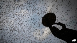 FILE - A farmer harvests rice crop in a paddy field on the outskirts of Guwahati, India, June 6, 2023.
