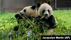 美國國家動物園的中國大熊貓 (2022年資料照)