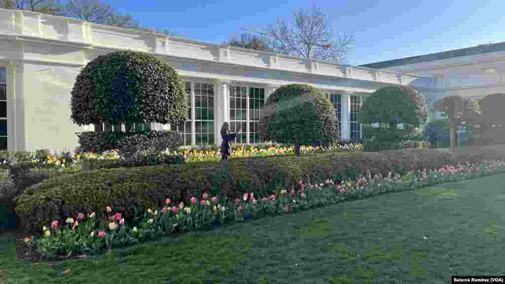 El jardín Jacqueline Kennedy está ubicado entre las distintivas paredes de la Casa Blanca, con tulipanes de colores y espacios de descanso.