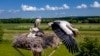 A stork starts from its nest while the family looks on in the outskirts of Wehrheim near Frankfurt, Germany, June 24, 2024.
