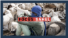 focus sahel