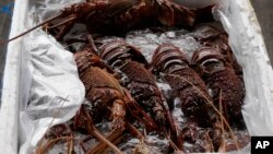 資料照：香港海關在打擊走私行動中繳獲的澳洲龍蝦。 （2021年10月15日）