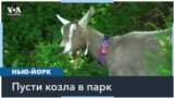 Нью-Йорк спасут козы 