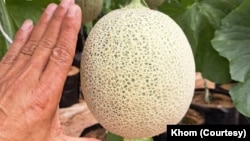 ໝາກແຕງຄັນຕາລູບ ທີ່ໃກ້ຈະຮອດມື້ເກັບກ່ຽວແລ້ວ.