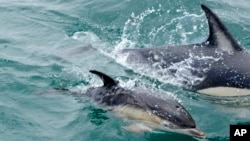 資料照片：2022年6月24日，一頭小海豚在里斯本塔霍河口的一條船附近游泳。 （美聯社照片）