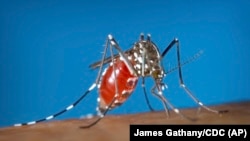 ໃນ​ພາບ​ທີ່ບໍ່​ບອກວັນ​ທີຈາກ​ສູນ​ກາງ​ຄວບ​ຄຸມ ແລະ ປ້ອງ​ກັນ​ໂຣກ ສະ​ແດງ​ໃຫ້​ເຫັນ​ຍຸງ​ລາຍ​ຈັບ​ຢູ່​ຜິວ​ໜັງ​ຂອງ​ມະ​ນຸດ.