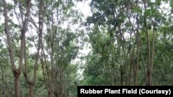 ພາບຂອງຕົ້ນຢາງພາລາ ຢູ່ສວນແຫ່ງນຶ່ງໃນແຂວງບໍລິຄໍາໄຊ.