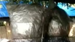 ວິທີການອົບກ້ອນເຫັດ ເພື່ອຂ້າເຊື້ອ