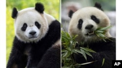 將於2024年底來到美國國家動物園的大熊貓“寶力”和“青寶”。
