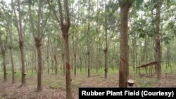 ພາບ ທີ່ໄດ້ຮັບການສະໜອງໂດຍ ຊາວສວນຢາງພາລາ, ແຂວງບໍລິຄໍາໄຊ.