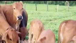 ງົວລູກປະສົມ ຢູ່ທີ່ຟາມລ້ຽງງົວຂອງ ທ່ານວັນທອງ, ຊຽງຂວາງ, ສປປ ລາວ.