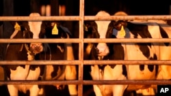 ແຟ້ມຮູບ-ງົວນົມ ຢືນລວມກັນຢູ່ທີ່ຟາມແຫ່ງນຶ່ງໃນເມືອງ ຄລິນຕັນ, ລັດເມນ, ວັນທີ 1 ເມສາ 2024. ພະນັກງານຟາມນົມຊາວມິຊິແກນຄົນນຶ່ງ ໄດ້ຮັບການປິ່ນປົວດ້ວຍອາການໄຂ້ຫວັດນົກ, ເຊິ່ງເປັນກໍລະນີທີສອງຂອງມະນຸດ ທີ່ພົວພັນກັບການລະບາດຂອງງົວນົມຢູ່ໃນສະຫະລັດ. 