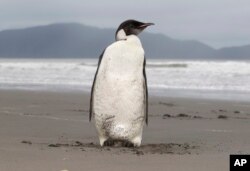 เพนกวินจักรพรรดิบนชายหาดเพกา เพกา นิวซีแลนด์