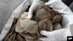 ພວກເຈົ້າໜ້າທີ່ໄທ ສະແດງໃຫ້ເຫັນ ການຍຶດເອົາເກັດໂຕຫລິ່ນ ລະຫວ່າງກອງປະຊຸມ ຊັບພະຍາກອນທຳມະຊາດ ແລະອາຊະຍາກຳສສິ່ງແວດລ້ອມ ທີ່ບາງກອກ ປະເທດໄທ ວັນທີ 17 ສິງຫາ 2023