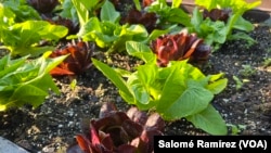 El huerto de la Casa Blanca es uno de los principales atractivos del jardín, con fresas, lechugas, tomates y especias sembradas para el consumo directo de la primera familia de EEUU.