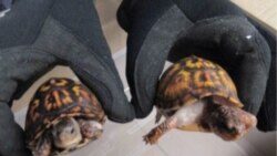 一名香港男子因向中國走私受保護烏龜而被美聯邦陪審團起訴