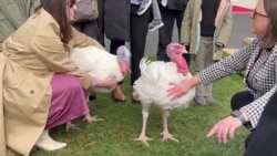 Turkeys Named ‘Liberty’ and ‘Bell’ Understand Idea of Freedom
