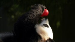 Панди з Вашингтона повертаються у Китай. Чому? Відео