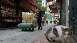 專家：在香港放寬防疫限制時 需要群體免疫和疫苗接種