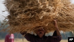 印度農民在搬運收穫的小麥。（2022年4月28日）