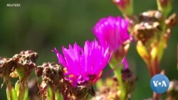 Thousands of Citizen Scientists Document Urban Plants, Animals 