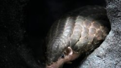 台灣的穿山甲在布拉格動物園亮相