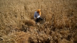 印度等國限制糧食出口加劇全球糧食緊缺 美歐尋求應對之策