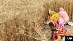 印度婦女在收割小麥。（2022年4月12日）