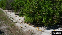 2020年4月1日美國佛羅里達農場沒有工人採摘而爛掉的橙。