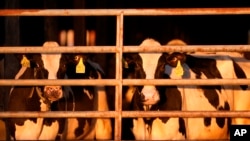 资料照片：缅因州克林顿的一个农场的奶牛。（2024年4月1日）