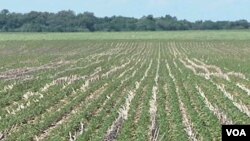 美國正在應對自1956年以來的最大旱情