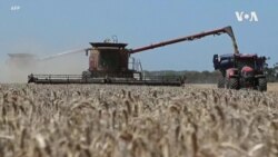 習近平強調糧食安全不能依靠國際市場 中國今年冬小麥苗情或是史上最遭