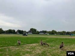 海德公里裡正在覓食的雁群。遠處三塊巨幅屏幕正在搭建，女王葬禮的時候預計會有大批的市民聚集到這裡(美國之音/江玉)