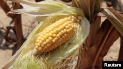 美国印第安纳州一家农场生产的玉米