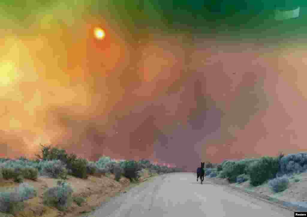 美国加州 Doyle 的长谷，野火燃烧，奔马逃跑（2017年7月13日）。