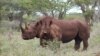 2014年南非犀牛死于偷猎数目创新高