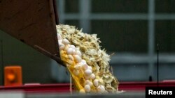 荷蘭政府銷毀受感染雞蛋