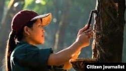 ຄົນງານລາວ ເກັບກ່ຽວຢາງ ຢູ່ສວນຢາງ