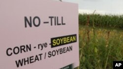 种植了转基因作物的农田（资料照片）