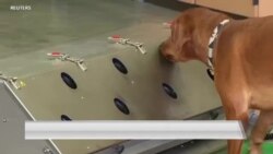 军犬通过训练可以帮助识别新冠病毒感染者吗？