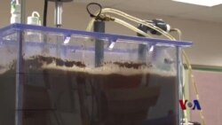 点粪成金 - 马里兰公司的目标