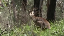 Citizen Scientists Monitor Endangered Species in the Wild