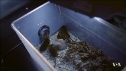 Gene-editing Technology Prepares to Enter Fight Against Human Disease