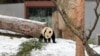 時隔一年多後 大貓熊重回華盛頓公眾視野