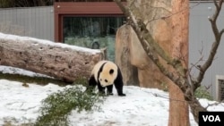 華盛頓國家動物園大熊貓“寶力”。